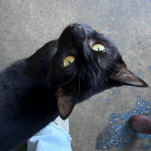 Meet your Posher, A Shopaholic